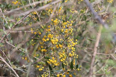 Berberis ruscifolia, photographed by demianlescano