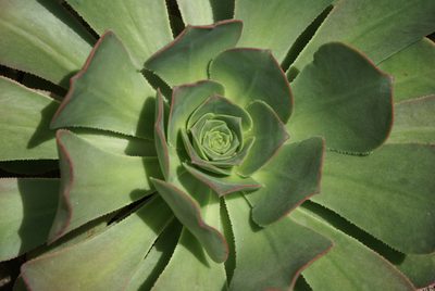 Aeonium hierrense, photographed by Ina Siebert