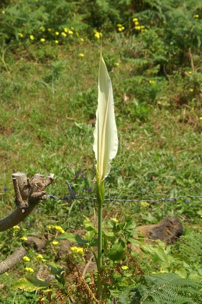 Dracunculus canariensis, photographed by Ina Siebert