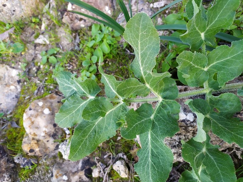 Opopanax chironius, photographed by Ruben Ciantia