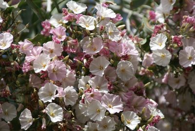 Convolvulus floridus, photographed by Ina Siebert