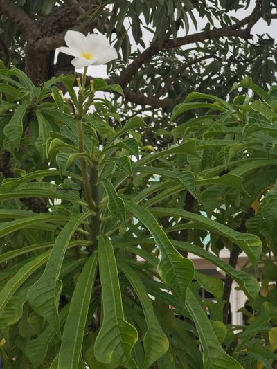 Plumeria pudica, photographed by Lorien Lucero