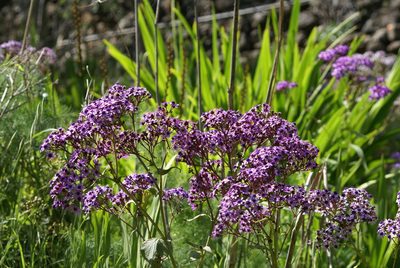 Pericallis papyracea, photographed by Ina Siebert