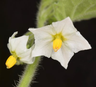 Solanum sarrachoides, photographed by skitterbug