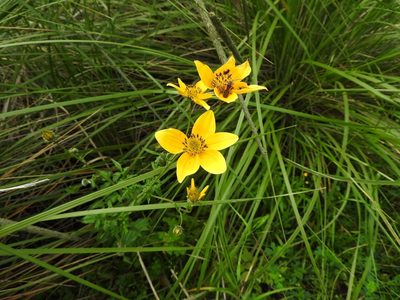 Bidens serrulata, photographed by Oscar Alejandro Morales Juárez