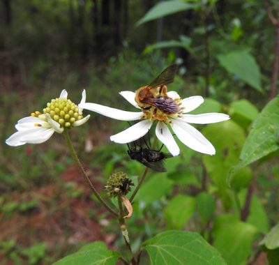 Montanoa frutescens, photographed by Oscar Alejandro Morales Juárez