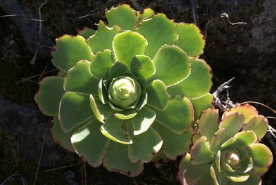 Aeonium diplocyclum, photographed by Ina Siebert