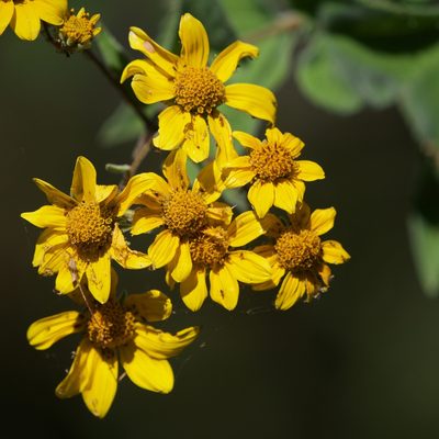 Bahiopsis tomentosa, photographed by Bill Levine