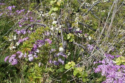 Pericallis papyracea, photographed by Ina Siebert