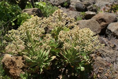 Aeonium davidbramwellii, photographed by Ina Siebert