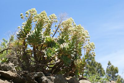 Aeonium davidbramwellii, photographed by Ina Siebert