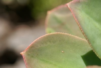 Aeonium davidbramwellii, photographed by Ina Siebert