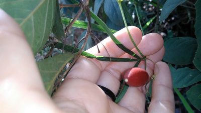 Cayaponia espelina, photographed by Márcia Martins