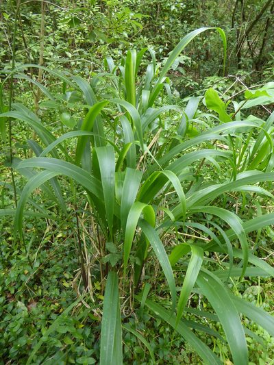 Cenchrus latifolius, photographed by Peter de Lange