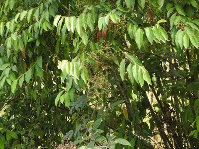 Viburnum hartwegii, photographed by Neptalí Ramírez Marcial