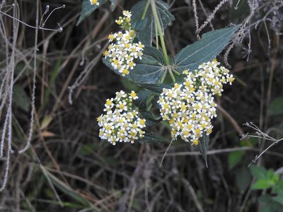 Alloispermum integrifolium, photographed by Neptalí Ramírez Marcial