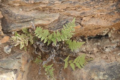 Myriopteris myriophylla, photographed by José Belem Hernández Díaz