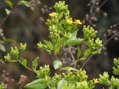 Trixis chiapensis, photographed by Neptalí Ramírez Marcial