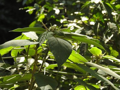 Acalypha macrostachya, photographed by Neptalí Ramírez Marcial
