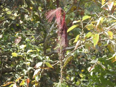 Calliandra houstoniana, photographed by Neptalí Ramírez Marcial