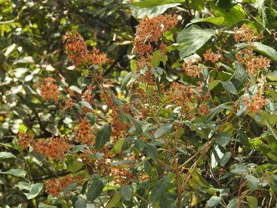 Galphimia speciosa, photographed by Neptalí Ramírez Marcial