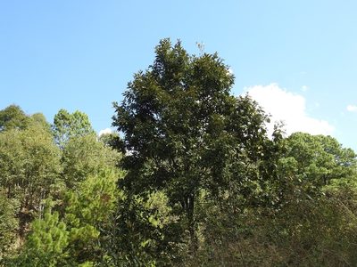 Quercus acutifolia, photographed by Neptalí Ramírez Marcial