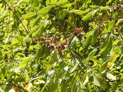 Thouinia acuminata, photographed by Neptalí Ramírez Marcial
