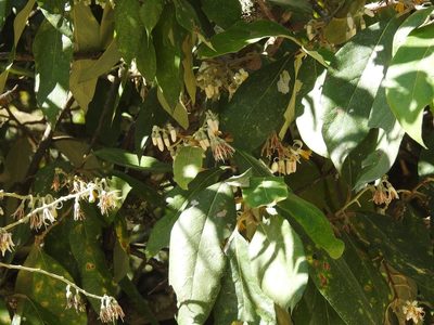 Styrax argenteus, photographed by Neptalí Ramírez Marcial