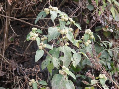Lippia myriocephala, photographed by Neptalí Ramírez Marcial