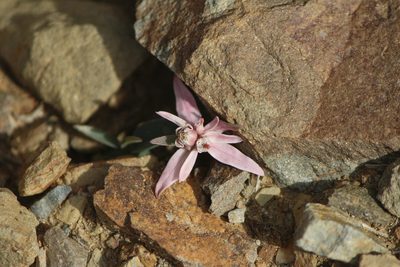 Euphorbia radians, photographed by José Belem Hernández Díaz
