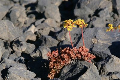 Aeonium spathulatum, photographed by Ina Siebert