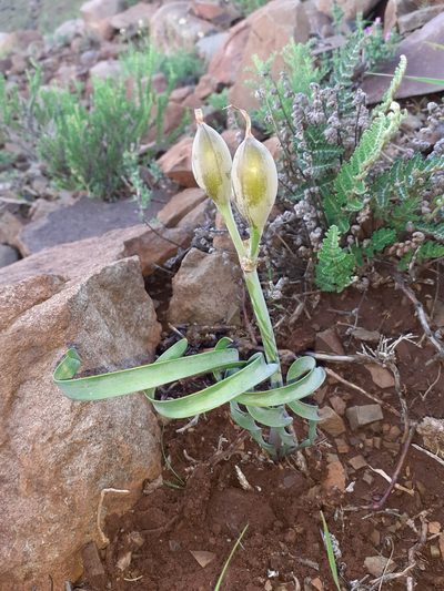 Cyrtanthus smithiae, photographed by Brian du Preez