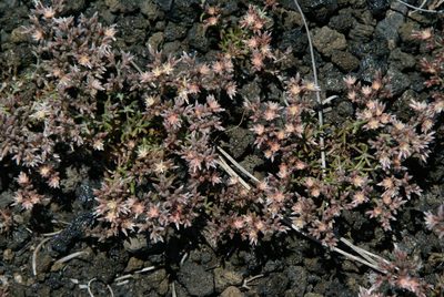 Polycarpaea aristata, photographed by Ina Siebert