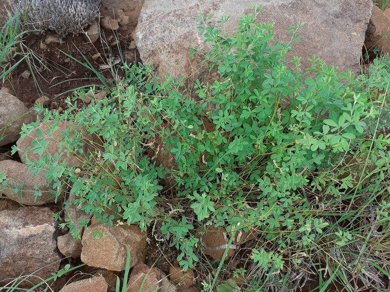 Dichilus gracilis, photographed by Brian du Preez