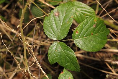 Rubus dasyphyllus, photographed by Stephen James McWilliam