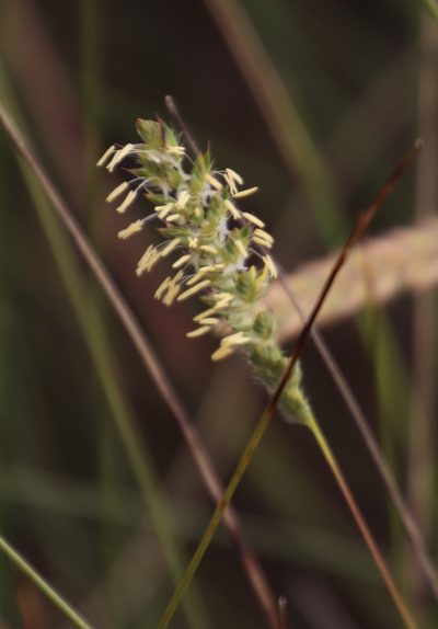 Tribolium brachystachyum, photographed by Tony Rebelo