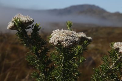 Metalasia muraltiifolia, photographed by Tony Rebelo