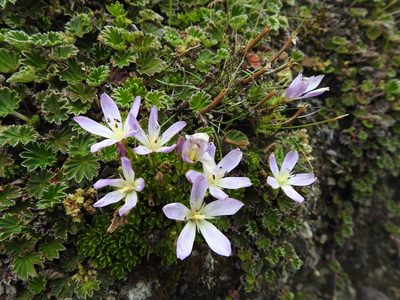 Gentianella cerastioides, photographed by Esteban Poveda