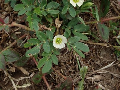 Kallstroemia maxima, photographed by Daniel Cahen