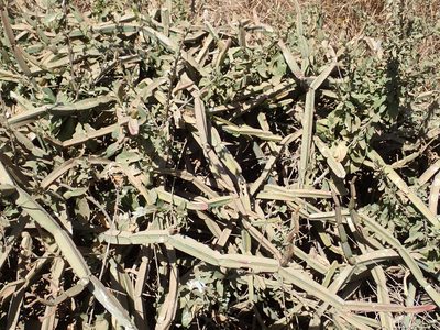 Cissus quadrangularis, photographed by Julien Renoult