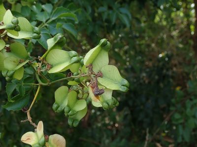Serjania lucida, photographed by Daniel Cahen