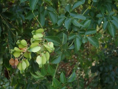 Serjania lucida, photographed by Daniel Cahen