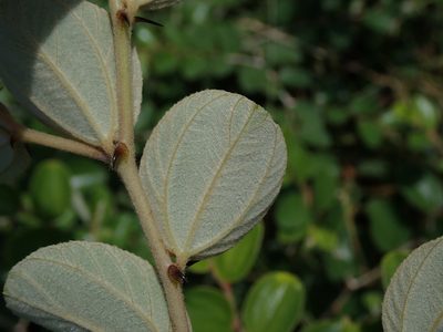 Ziziphus mauritiana, photographed by Daniel Cahen