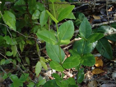 Crossopetalum rhacoma, photographed by Daniel Cahen