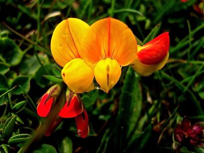 Lotus alpinus, photographed by Karsten Rohweder