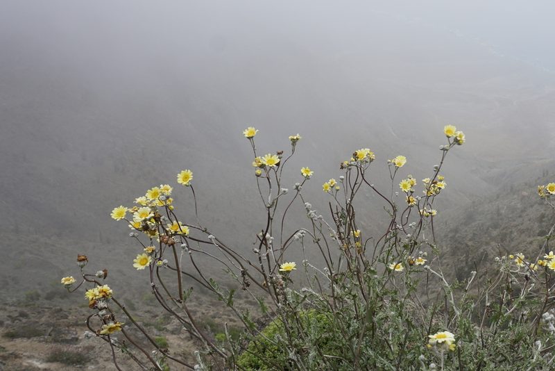 Senecio antofagastanus, photographed by Matt Berger