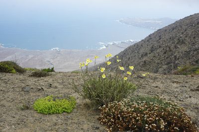 Senecio antofagastanus, photographed by Matt Berger