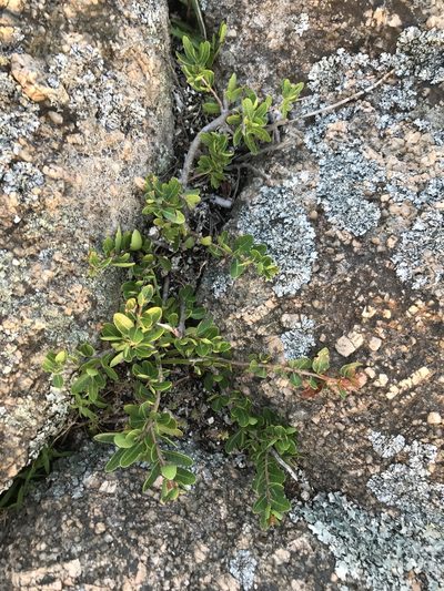 Schinus engleri, photographed by Gabriel Laufer