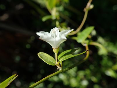 Jacquemontia havanensis, photographed by Daniel Cahen