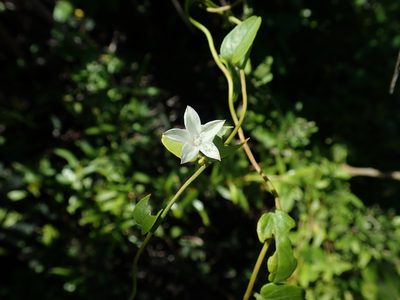 Jacquemontia havanensis, photographed by Daniel Cahen